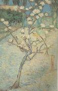 Vincent Van Gogh Blossoming Pear Tree (nn04) oil